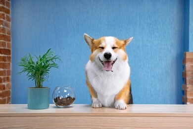 cute ginger and white dog of welsh corgi pembroke breed sits on the desk of reception. funny face expression, smiling friendly dog welcoming the guests of hotel or salon. bright blue wall background.