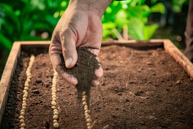 farmer's hand planting seeds in soil, hand growing seeds of coffee on sowing soil at garden metaphor gardening, agriculture concept.