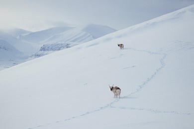 reindeers in the arctic wilderness