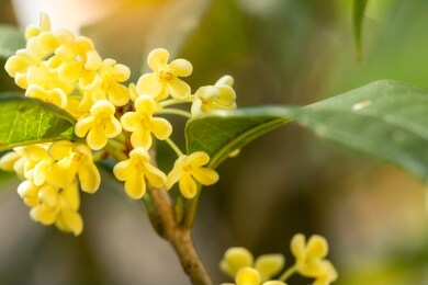 group of white sweet osmanthus flowers or sweet olive flowers blossom on its tree in spring time