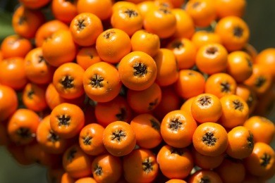 rowan-berry