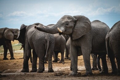 a group of exotic elephants on the muddy ground in the jungle