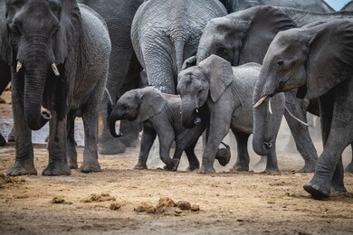 a group of elephants marching on the sandy ground