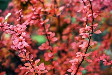 bright red berries of bearberry cotoneaster 