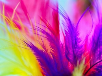 colorful neon feathers - purple, yellow and pink.