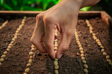farmer's hand planting seeds in soil, hand growing seeds of coffee on sowing soil at garden metaphor gardening, agriculture concept.