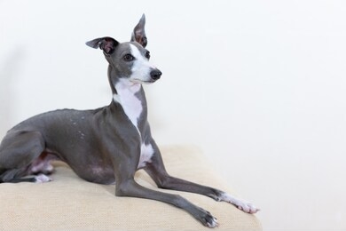 italian greyhound dog sitting on sofa