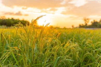  rice field in beautiful sunrise