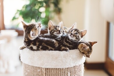 cat breeding in home. young bengal kittens in a basket. cute pets