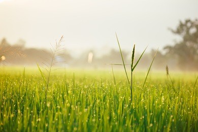water drop on green grass and warm light of morning