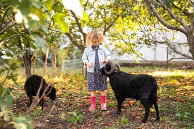 little curly blonde girl in denim jacket and pink boots feeding two black domestic sheep in country garden. farmer's life concept.