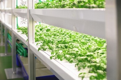 organic hydroponic vegetables grown on rack in plant factory, farms using artificial lighting in a closed system, led light indoor farm, agriculture technology