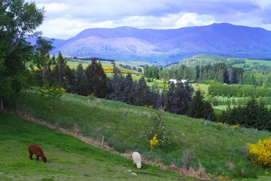 alpacas on the farm in queenstown, new zealand