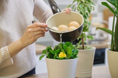 natural fertilizer water after boiling eggs, woman watering plant in pot.