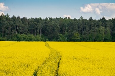 farm land landscape in spring scenery