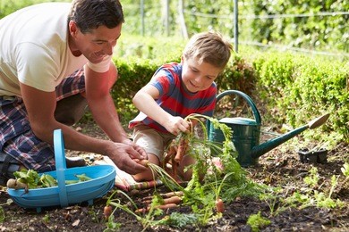 father and son harvesting carrots on allotment