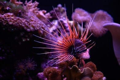 beautiful exotic fish swimming in the red sea of eilat in israel