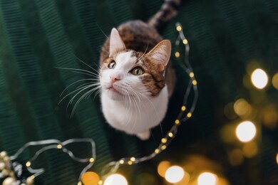 a striped brown cat on a green plaid with christmas lights background. a cat is looking up. 