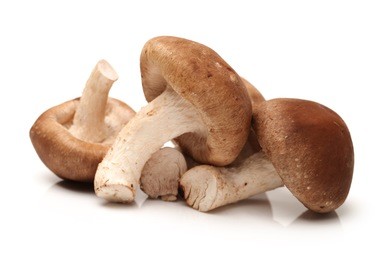 shiitake mushroom on the white background