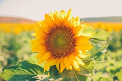 close up view of sunflowers in bloom. 