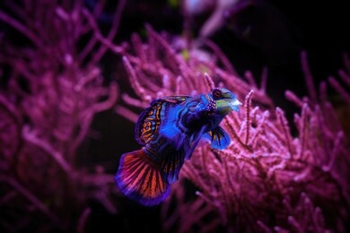 pretty mandarin fish in coral reef aquarium