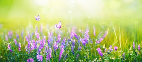 beautiful gentle spring summer natural background. butterflies are fluttering over  meadow of wild flowers and young juicy green grass in sunlight on nature, blurred background, soft focus.