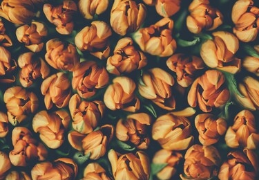 vintage bouquet of beautiful peonies on black. floristic decoration. floral background. baroque old fashiones style. natural flowers pattern wallpaper or greeting card