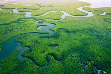 gambia mangroves. aerial view of mangrove forest in gambia. photo made by drone from above. africa natural landscape.