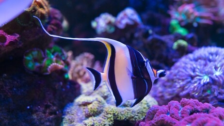 moorish idol (zanclus cornutus) it's popular to used as a pet in an aquarium.