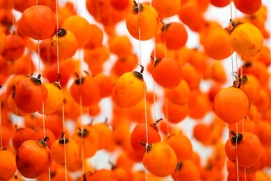 hanged vietnamese persimmons (traditional food / dried persimmon) close up in dalat, vietnam.