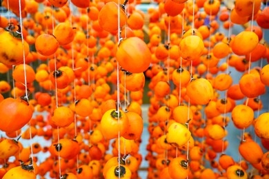 hanged vietnamese persimmons (traditional food / dried persimmon) close up in dalat, vietnam.
