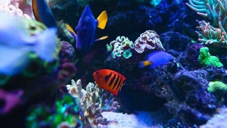 flame angelfish, flame angel fish, flame angel or centropyge loricula swimming in aquarium. selective focus