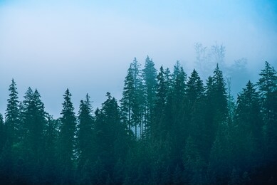 misty foggy mountain landscape with fir forest and copyspace in vintage retro hipster style