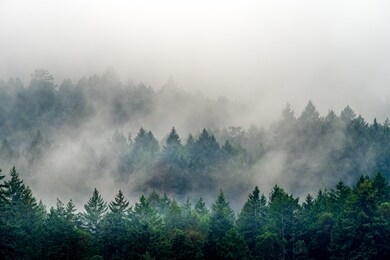 a smoke coming out of a forest full of different kinds of green plants in canada