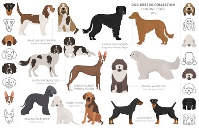 hunting dogs collection isolated on white clipart. flat style. different color, portraits and silhouettes. vector illustration
