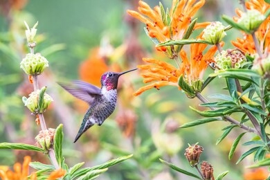 anna's hummingbird at golden gate park in san francisco, california.