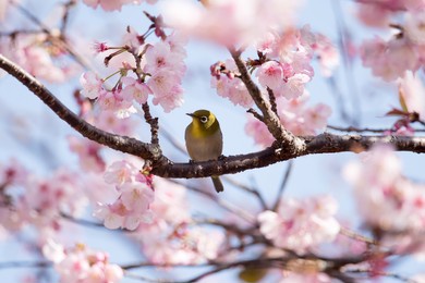 selective focus of beautiful cherry blossom
