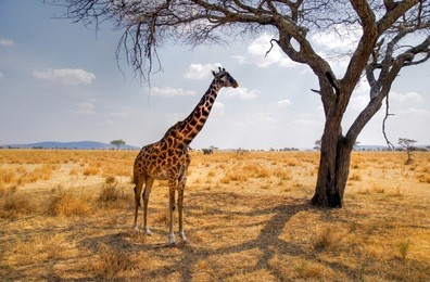 giraffe eating from a tree in a gorgeous landscape in africa
