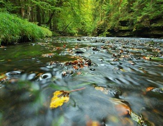 gravel in water of mountain river covered by colorful aspen and beech leaves. fresh green leaves on branches above water make green reflection in level.