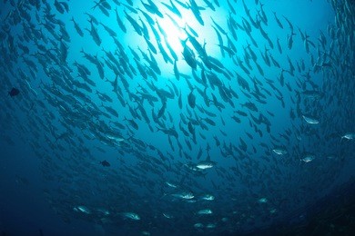 school of jackfish on artificial reef in mabul, kapalai, malaysia