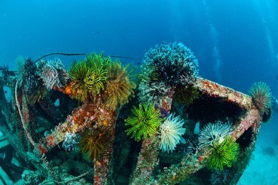 coforful feather star attach on artificial reef in mabul, kapalai, malaysia