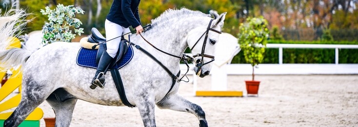 horse and rider in uniform. beautiful white horse portrait during equestrian sport show jumping competition, copy space.