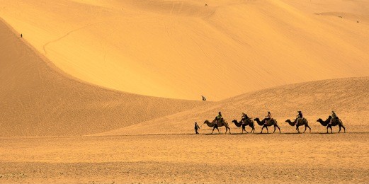 desert camel