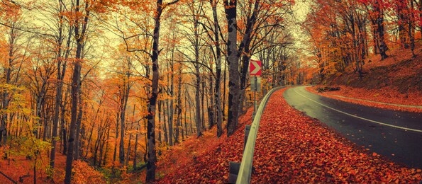 beautiful sunny day in autumnal forest, yellow orange trees. real panoramic landscape of autumn