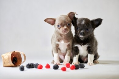 two cute chihuahua dogs puppy. funny little shorthair dogs. preparing for a dog show