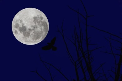 full moon with silhouette bird and branch of tree on blue sky.