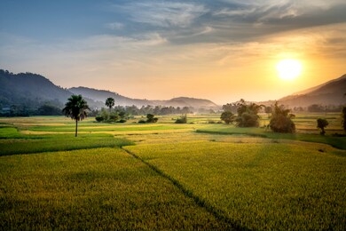 sunset over ripe rice fields in lai chau province, north of vietnam