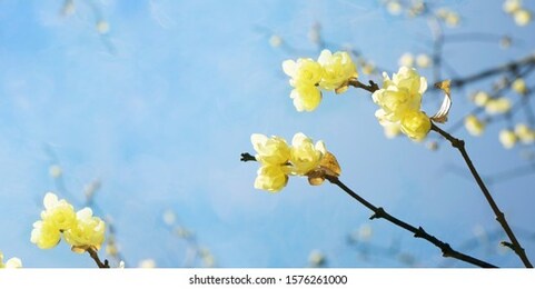blooming yellow wintersweet and a blue sky