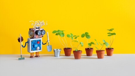 robot gardener with gardening tools. funny toy bucket shovel rake and sprouts of wild strawberries in clay flower pots. yellow background. 