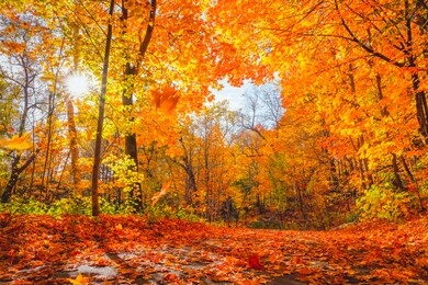 beautiful and colorful autumn landscape with trees, leaves, sky and sun in forest. yellow orange red maple leaves falling from trees on sunny day in october. natural background. autumn season concept.